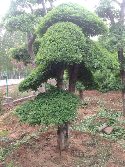 造型松采挖栽植技巧