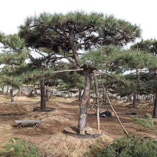 山东泰安造型油松基地