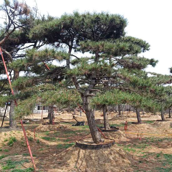 山东造型黑松基地