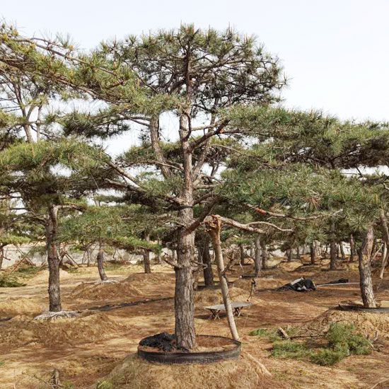 山东造型松种植基地