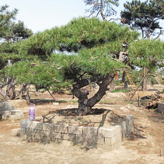 山东造型景观松基地